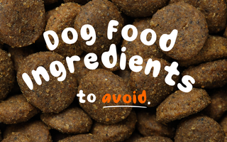 Seven of the Most Harmful Ingredients in Dog Food (And Why They’re Harmful)