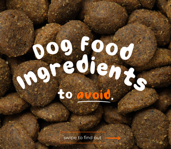 Seven of the Most Harmful Ingredients in Dog Food (And Why They’re Harmful)