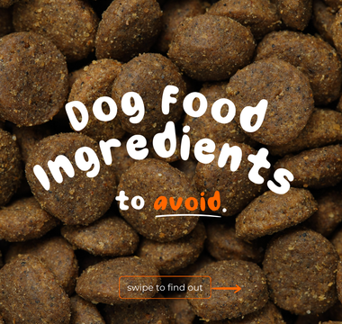 Seven of the Most Harmful Ingredients in Dog Food (And Why They’re Harmful)