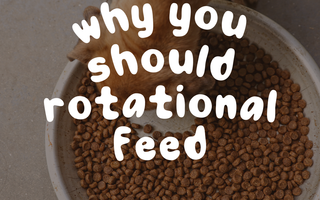 Why You Should Rotational Feed Your Dog