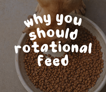Why You Should Rotational Feed Your Dog