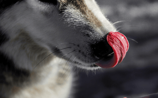 A Siberian husky licks its nose as a person reaches out with a treat.