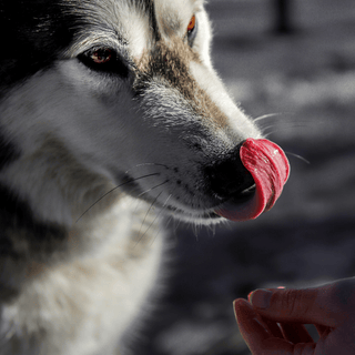 A Siberian husky licks its nose as a person reaches out with a treat.