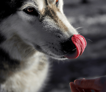 A Siberian husky licks its nose as a person reaches out with a treat.