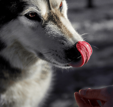 A Siberian husky licks its nose as a person reaches out with a treat.