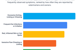 Decoding Your Dog's Allergies, Made Simple