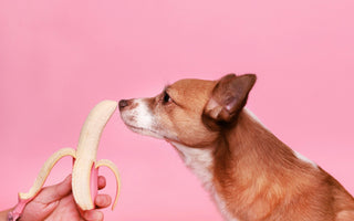 A small dog sniffs a peeled banana held in front of its nose against a pink background.