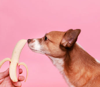 A small dog sniffs a peeled banana held in front of its nose against a pink background.