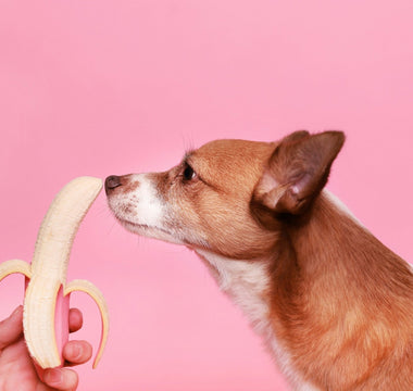 A small dog sniffs a peeled banana held in front of its nose against a pink background.