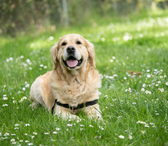 A Dog Parents Guide: Manage Your Dog’s Joint Pain with Natural Supplements and Whole Foods