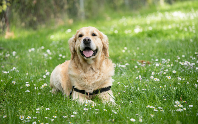 A Dog Parents Guide: Manage Your Dog’s Joint Pain with Natural Supplements and Whole Foods