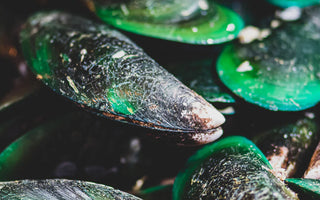 Why Dog Parents Should Give Their Dogs Green-Lipped Mussels