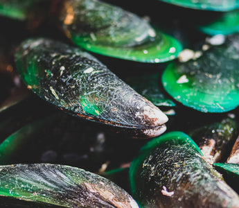 Why Dog Parents Should Give Their Dogs Green-Lipped Mussels