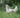What Made Me Rethink Feeding Chicken to My Dog