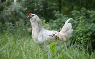 What Made Me Rethink Feeding Chicken to My Dog