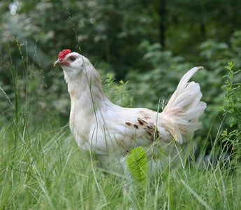 What Made Me Rethink Feeding Chicken to My Dog