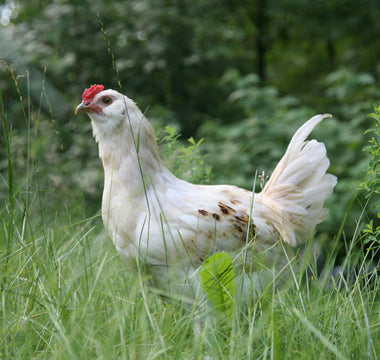 What Made Me Rethink Feeding Chicken to My Dog