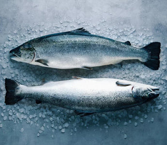 Fish is a Superfood for Dogs: Benefits & How to Choose Whats Right for Your Dog