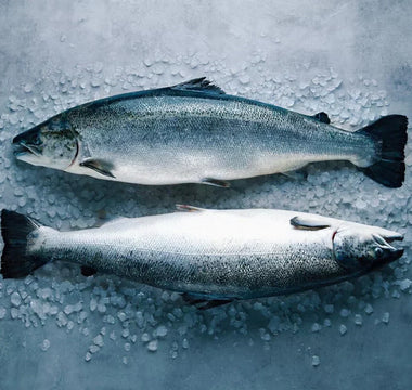 Fish is a Superfood for Dogs: Benefits & How to Choose Whats Right for Your Dog