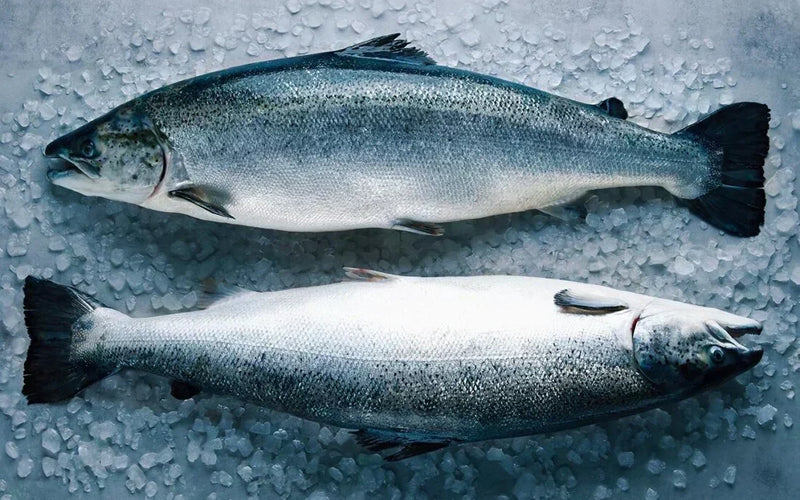 Fish is a Superfood for Dogs: Benefits & How to Choose Whats Right for Your Dog