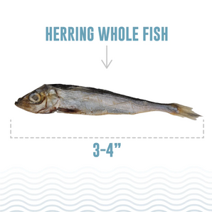 Icelandic+  Herring Whole Fish - 3 oz