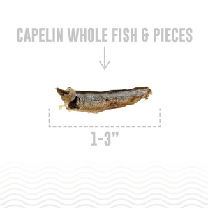 Icelandic+ Capelin Whole Fish - 2.5 oz